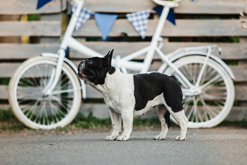 18341934_1314808428606984_1433716505084531450_n