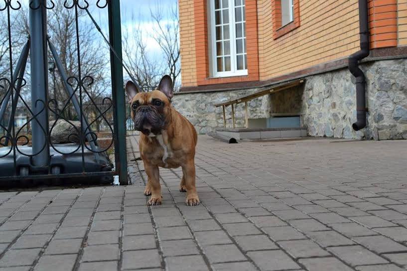 11705361_996624763721711_8414027752559078407_n