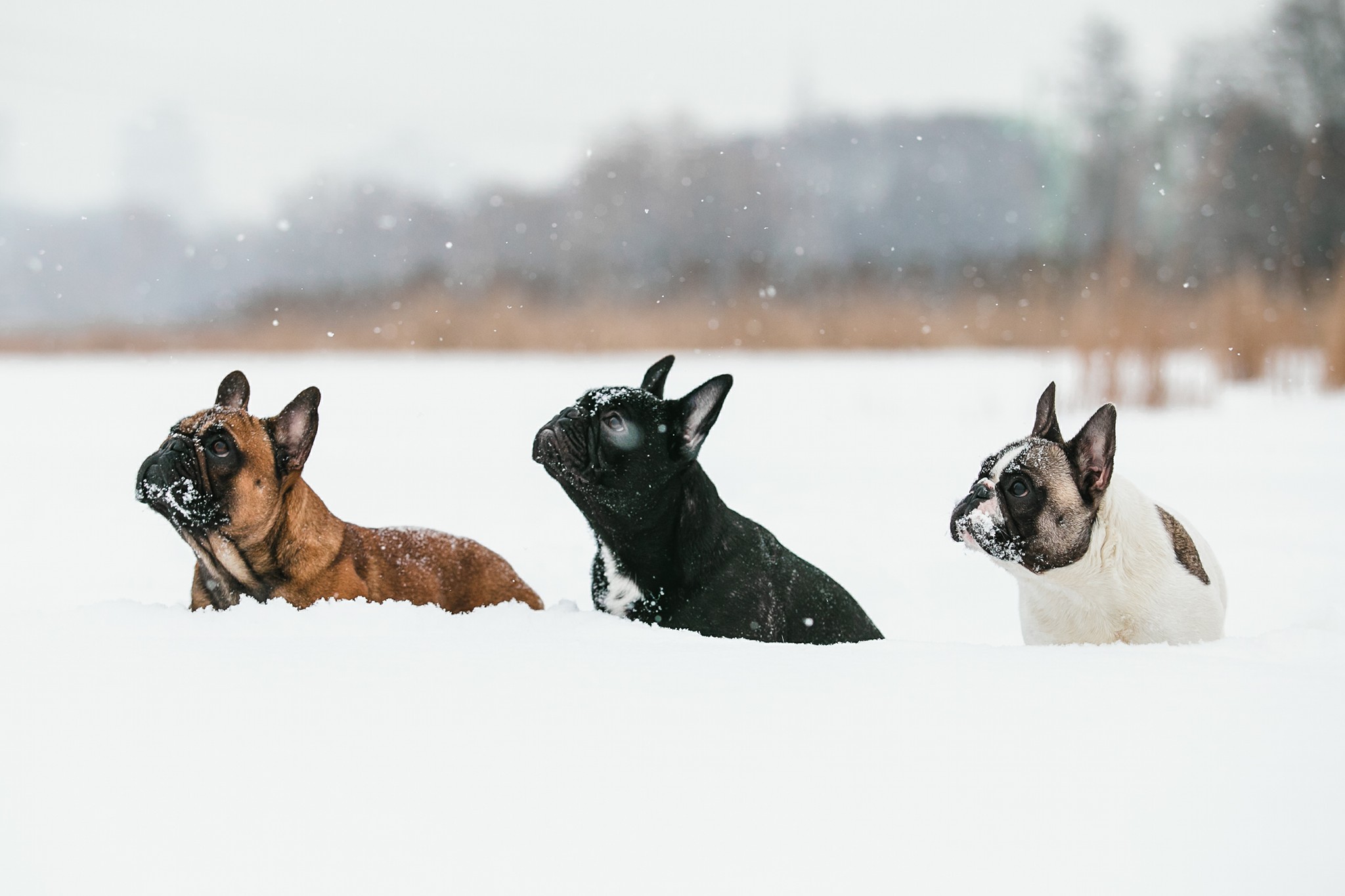 29060228_1620031214751369_5181231644650650652_o