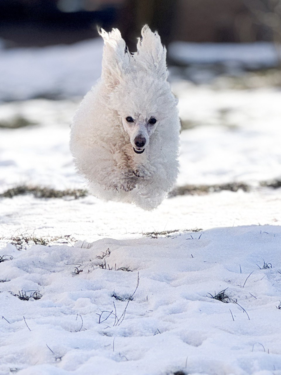 2a69c3b1-ddd5-4fd1-9da1-a8e5569901c9